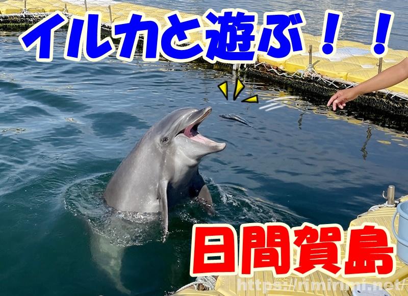 日間賀島でイルカタッチ!目の前で観るイルカショーに大興奮【愛知】