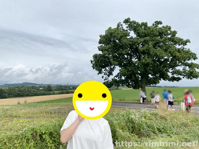 美瑛のセブンスターの木