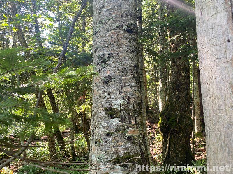 知床五湖の大ループで見られたヒグマの爪痕が残る木