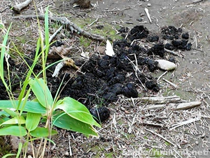 知床五湖の大ループで発見されたヒグマのフン