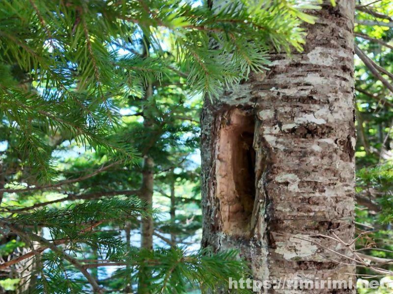 知床五湖の大ループの木に空いたクマゲラがアリを食べるための長方形の穴
