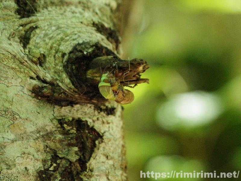 知床五湖の大ループで見られたセミの羽化の様子