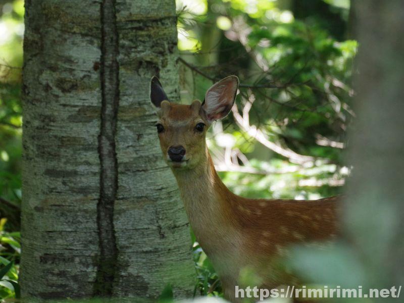 知床五湖の大ループの森の中でこちらを向いている白い斑点模様のある鹿