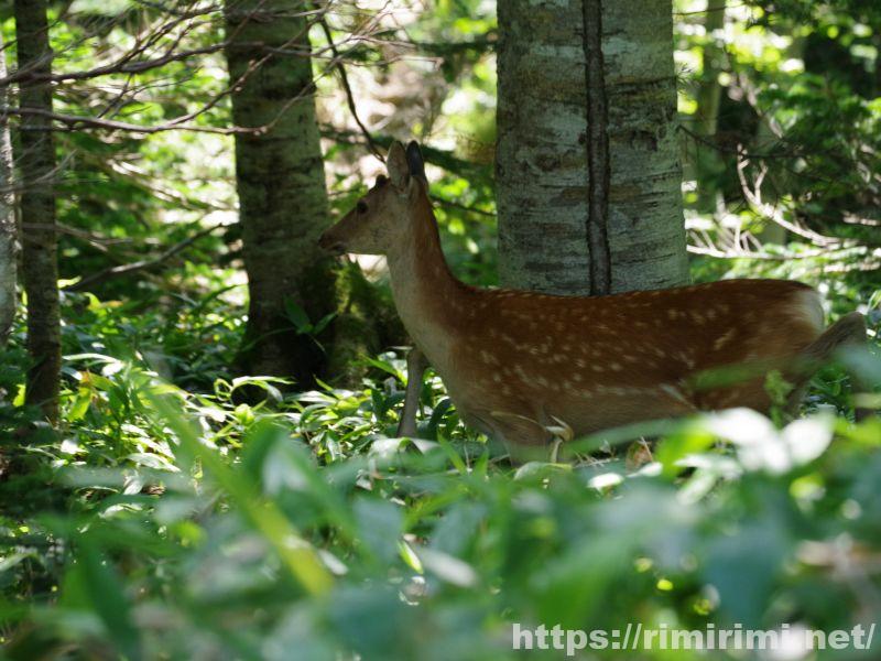 知床五湖の大ループの森の中を歩く白い斑点模様のある鹿