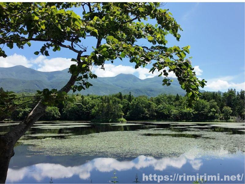 知床五湖の三湖。木の枝越しに湖面と知床連山を望む