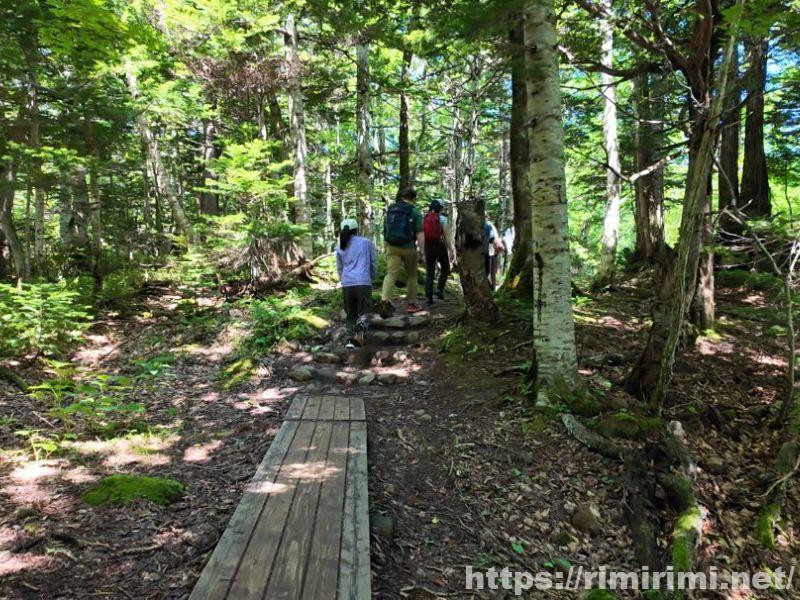 知床五湖の大ループの遊歩道。木道が整備された森の中をツアー参加者が歩いている