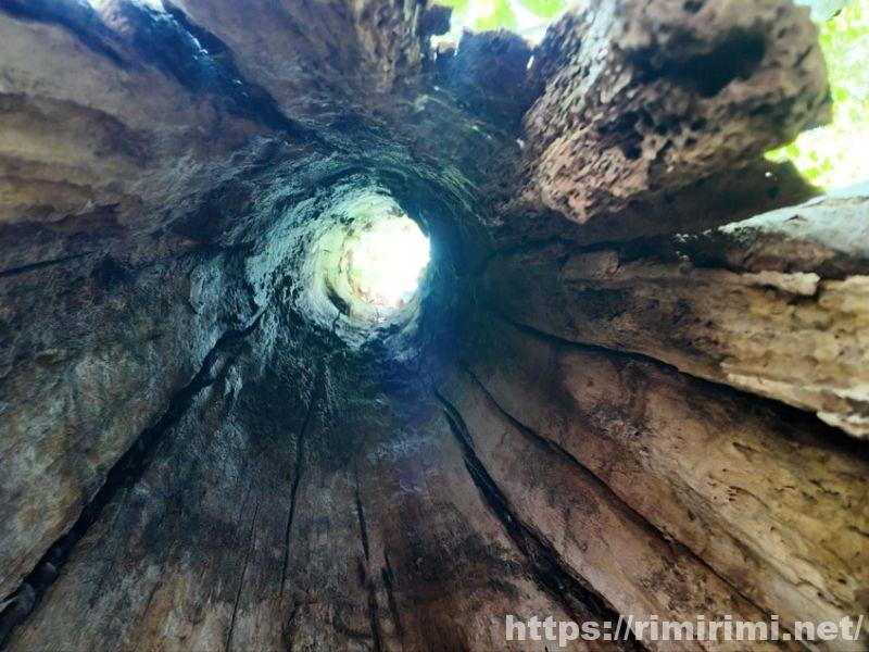 知床五湖の大ループで見られるミズナラの木の空洞。内部から上を見上げた様子