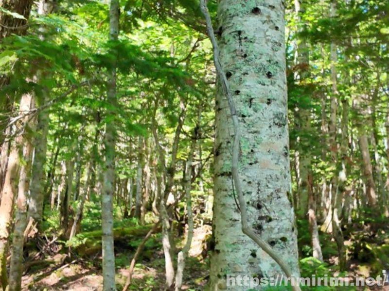 知床五湖の大ループで見られた山ぶどうのツル