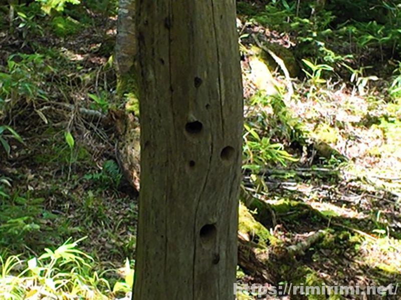 知床五湖の大ループの木に空いたアカゲラが巣をつくるための丸い穴